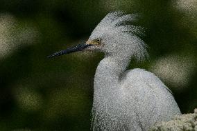 Snowy Egret