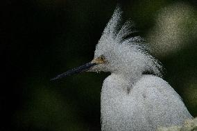 Snowy Egret