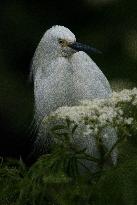 Snowy Egret