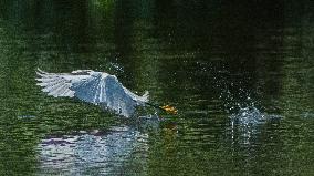 Snowy Egret