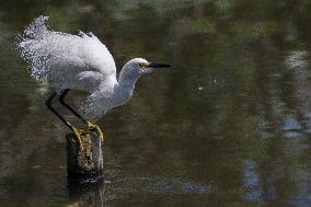 Snowy Egret