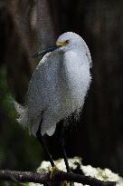 Snowy Egret