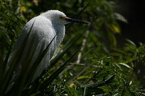 Snowy Egret