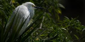 Snowy Egret