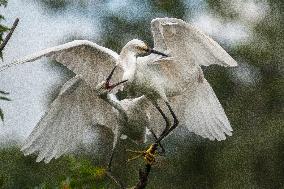 Snowy Egret