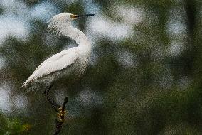 Snowy Egret