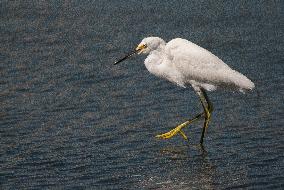 Snowy Egret