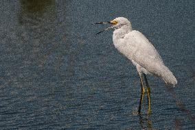 Snowy Egret