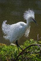 Snowy Egret