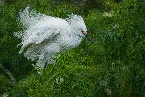 Snowy Egret