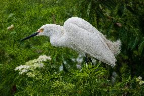 Snowy Egret