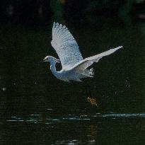 Snowy Egret