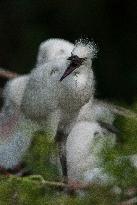 Snowy Egret