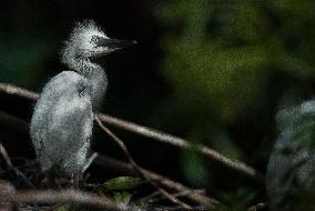 Snowy Egret