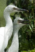 Snowy Egret