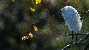 Snowy Egret