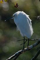 Snowy Egret