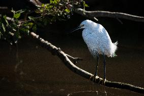 Snowy Egret