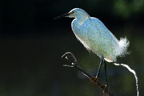 Snowy Egret