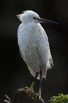 Snowy Egret