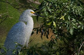 Snowy Egret