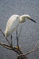 Snowy Egret