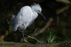 Snowy Egret