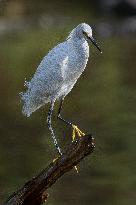 Snowy Egret