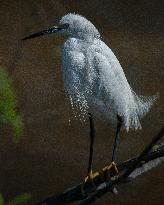 Snowy Egret