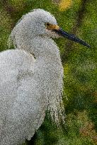 Snowy Egret