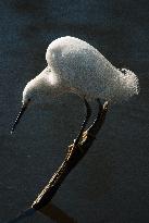 Snowy Egret