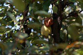 Apple Season In Kashmir