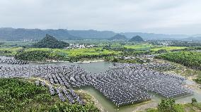 Fishery Solar Hybrid Project Photovoltaic Power Plant