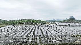 Fishery Solar Hybrid Project Photovoltaic Power Plant