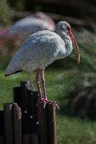 American White Ibis