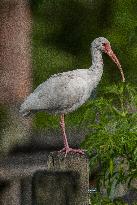 American White Ibis