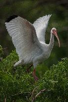 American White Ibis