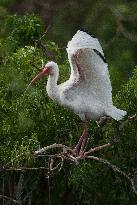 American White Ibis