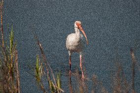 American White Ibis