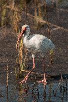 American White Ibis