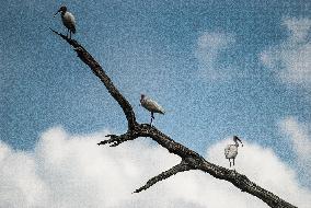 American White Ibis