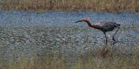 Reddish Egret