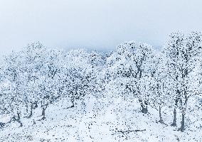 2024 First Alpine Rime Landscape in Jilin