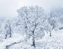 2024 First Alpine Rime Landscape in Jilin