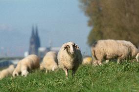 Autumn Weather In Cologne