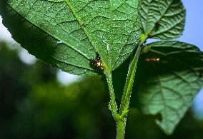 Animal India - Diarrhegma - Fruit Flies