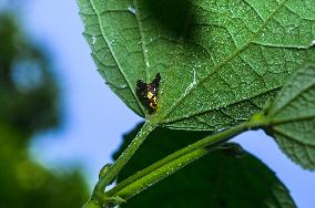 Animal India - Diarrhegma - Fruit Flies