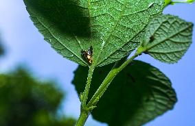 Animal India - Diarrhegma - Fruit Flies