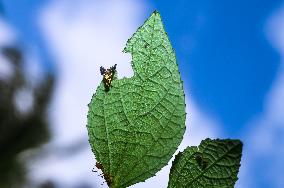 Animal India - Diarrhegma - Fruit Flies