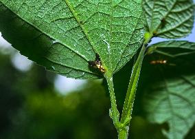 Animal India - Diarrhegma - Fruit Flies